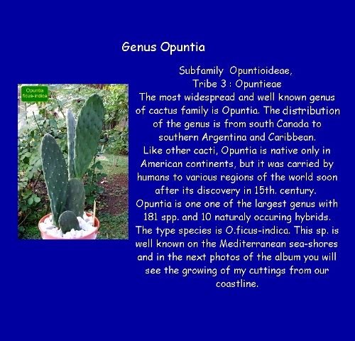 05 _Opuntia